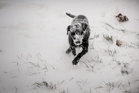 Snow day at Northwick-10