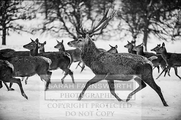 Snow day at Northwick-24