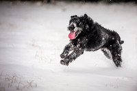 Snow day at Northwick-16