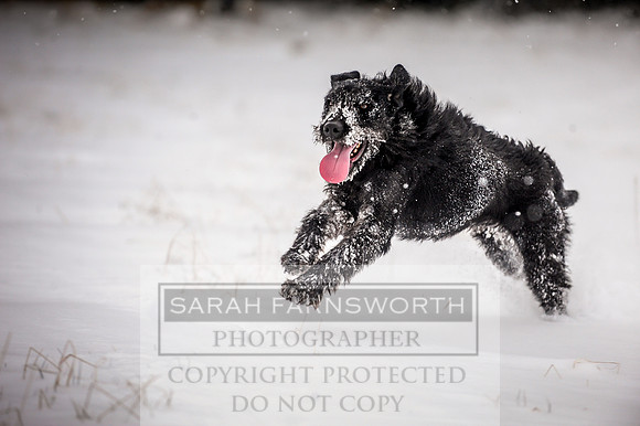 Snow day at Northwick-16