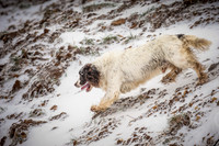 Snow day at Northwick-8