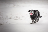 Snow day at Northwick-12