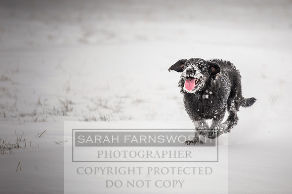 Snow day at Northwick-12