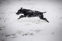 Snow day at Northwick-7
