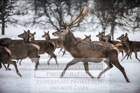 Snow day at Northwick-25