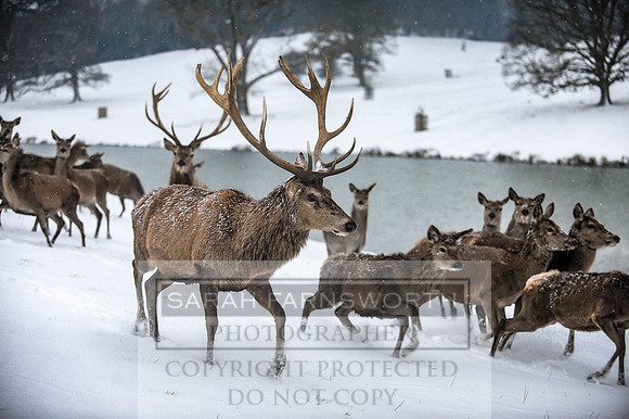 Snow day at Northwick-23