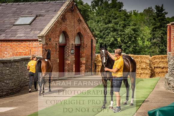 Goffs UK Yorton Sale 2023-278