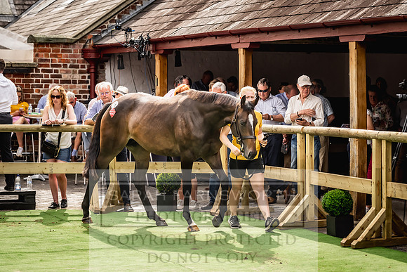 Goffs UK Yorton Sale 2023-313