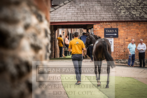 Goffs UK Yorton Sale 2023-388
