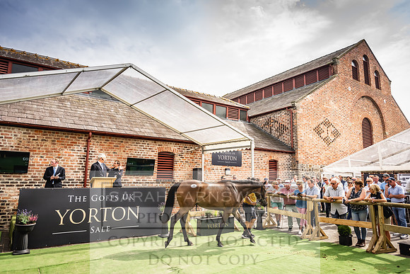 Goffs UK Yorton Sale 2023-254