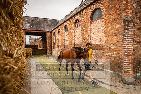 Goffs UK Yorton Sale 2023-130