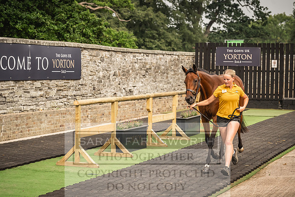 Goffs UK Yorton Sale 2023-103