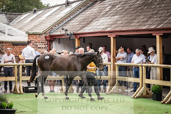Goffs UK Yorton Sale 2023-333