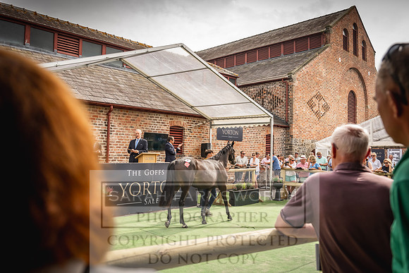 Goffs UK Yorton Sale 2023-210