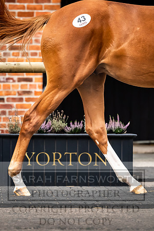 Goffs UK Yorton Sale 2023-50