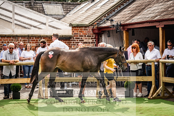 Goffs UK Yorton Sale 2023-312