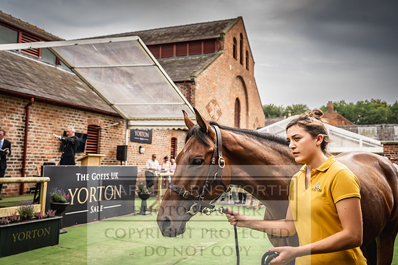 Goffs UK Yorton Sale 2023-363