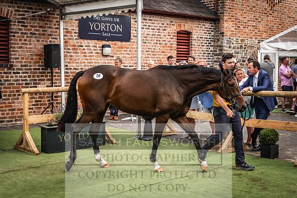Goffs UK Yorton Sale 2023-373