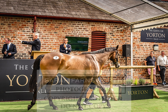 Goffs UK Yorton Sale 2023-265