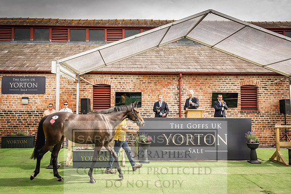 Goffs UK Yorton Sale 2023-218