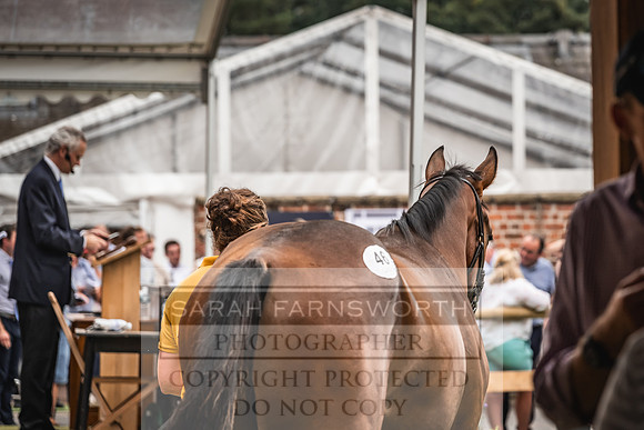 Goffs UK Yorton Sale 2023-380