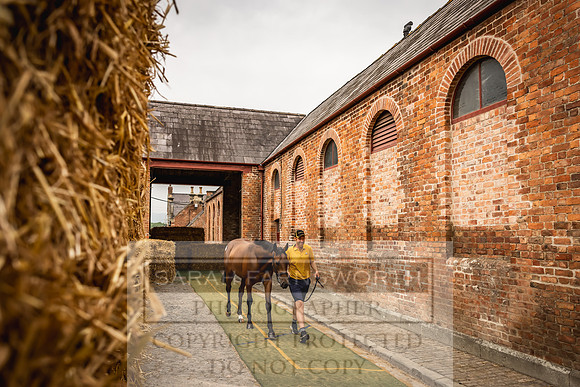 Goffs UK Yorton Sale 2023-128