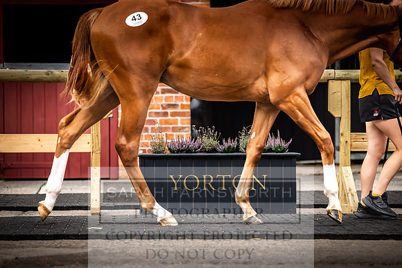 Goffs UK Yorton Sale 2023-49