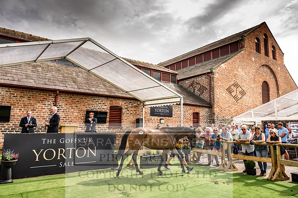 Goffs UK Yorton Sale 2023-259