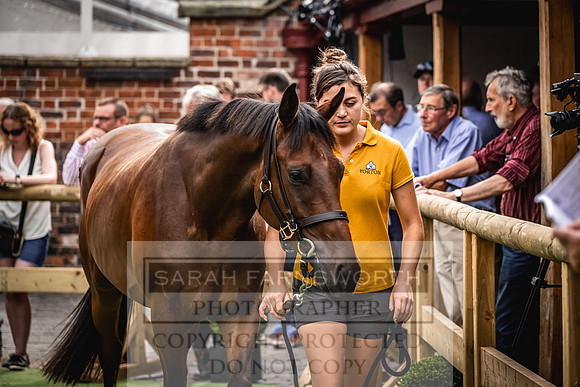 Goffs UK Yorton Sale 2023-361