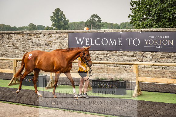 Goffs UK Yorton Sale 2023-106
