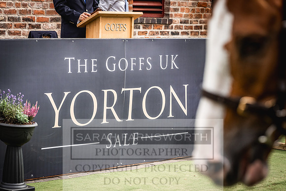 Goffs UK Yorton Sale 2023-360