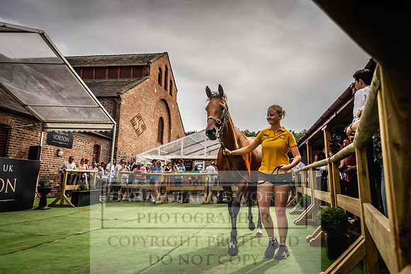 Goffs UK Yorton Sale 2023-355