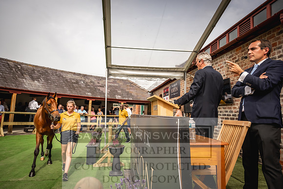 Goffs UK Yorton Sale 2023-236