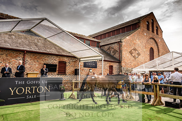 Goffs UK Yorton Sale 2023-260
