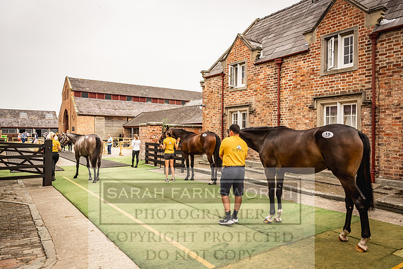Goffs UK Yorton Sale 2023-127