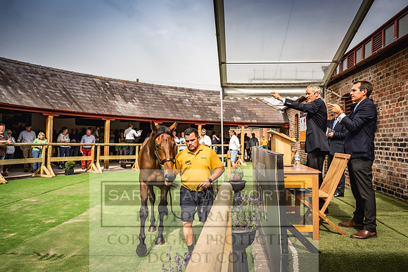 Goffs UK Yorton Sale 2023-255