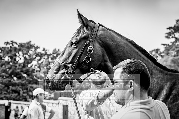 Goffs UK Yorton Sale 2023-244