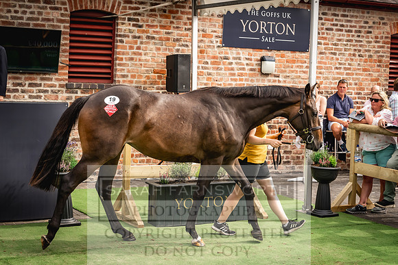 Goffs UK Yorton Sale 2023-325