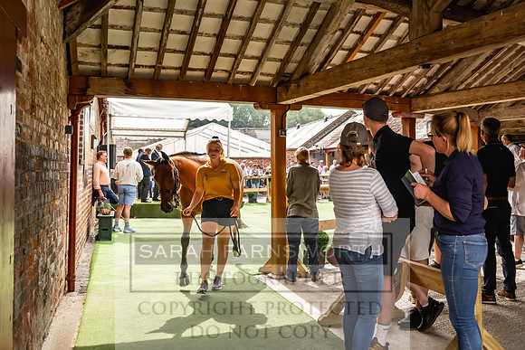 Goffs UK Yorton Sale 2023-242