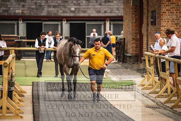 Goffs UK Yorton Sale 2023-64