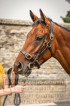 Goffs UK Yorton Sale 2023-101