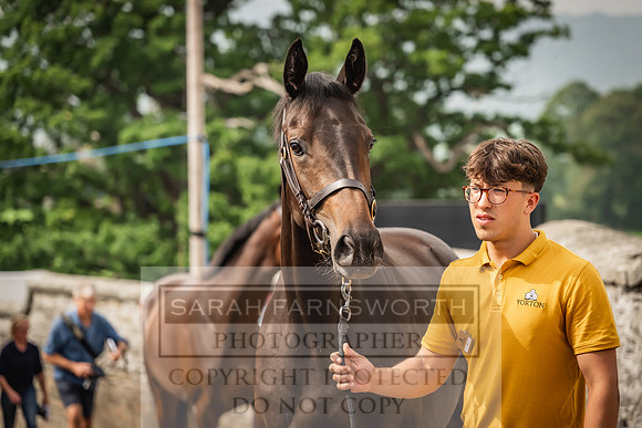 Goffs UK Yorton Sale 2023-196