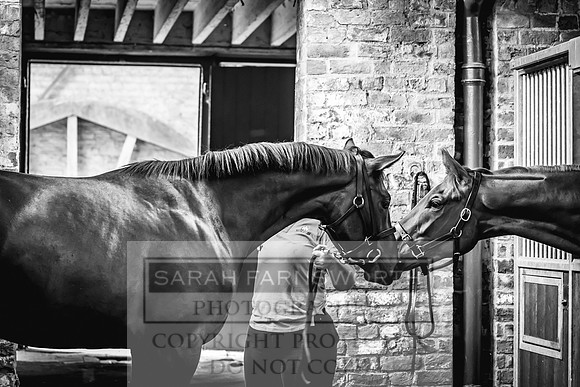 Goffs UK Yorton Sale 2023-11