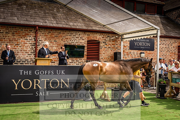 Goffs UK Yorton Sale 2023-262