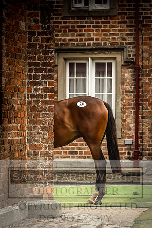 Goffs UK Yorton Sale 2023-36
