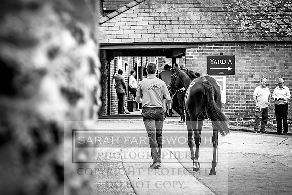 Goffs UK Yorton Sale 2023-387