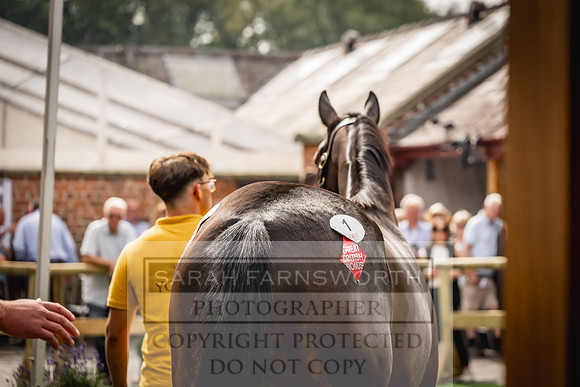 Goffs UK Yorton Sale 2023-202