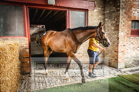 Goffs UK Yorton Sale 2023-33