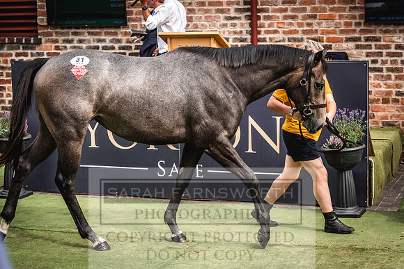Goffs UK Yorton Sale 2023-371