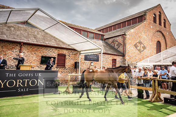Goffs UK Yorton Sale 2023-267
